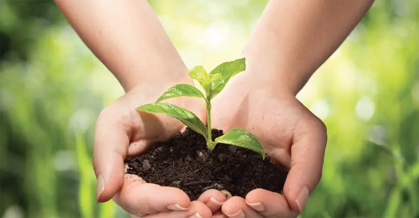 manos sosteniendo una pequeña planta, simbolizando la fragilidad y el cuidado