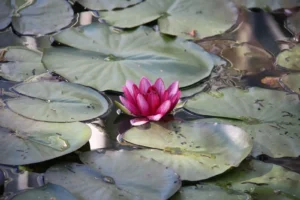 flor de loto, símbolo del taller de propósito vital